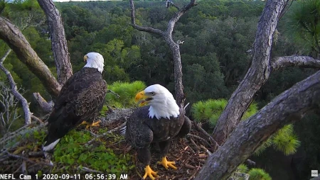 North East Florida Bald Eagle Nest