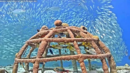 Harbour Village Bonaire Coral Reef