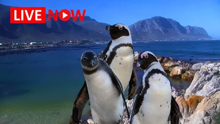 African Penguins at Stony Point Colony - Betty's Bay