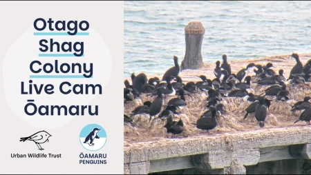 Ōamaru Penguins Nest