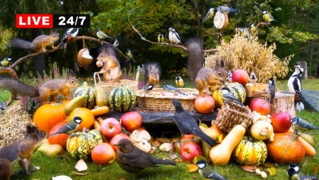 Wild Birds and Squirrels at Autumn Festival - Finland