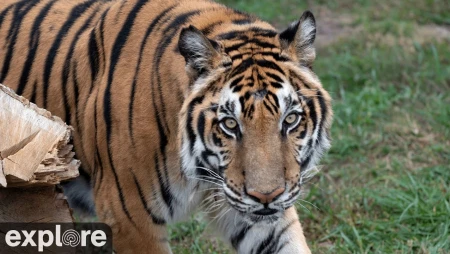 Max the Tiger Cam at Turpentine Creek