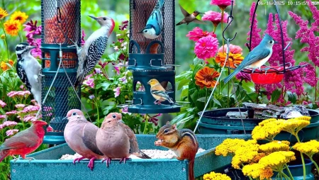 Cottage Garden Bird Feeder - New Jersey