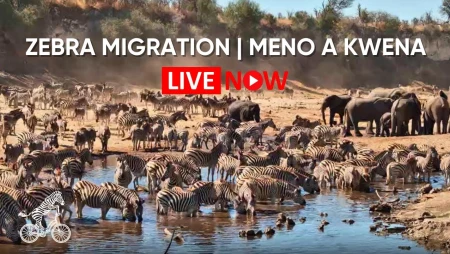 Zebra Migration at Meno a Kwena - Botswana