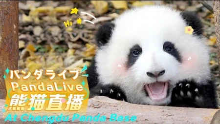 Chengdu Panda Base - Giant Panda