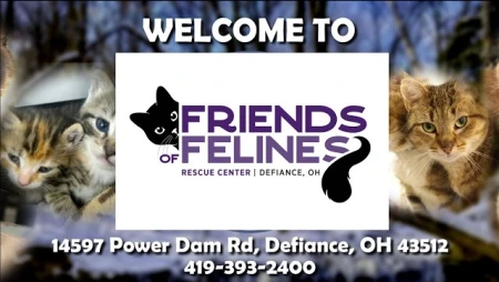 Friends of Felines Rescue Center - Cat Sanctuary