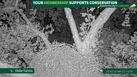 Duke Farms Eagle Cam