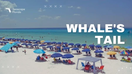 Whales Tail - Seascape Florida