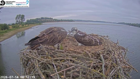 Manton Bay Ospreys - Rutland Water Nature Reserve
