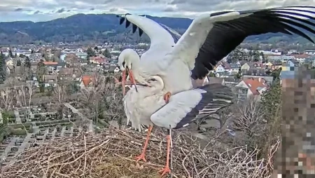 Stork Nest Kirchzarten - Black Forest
