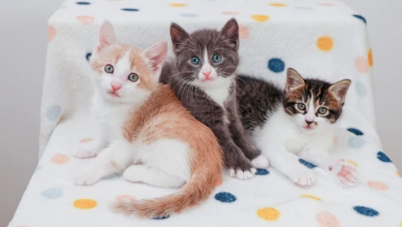 1000 Panther Kittens Named Bob
