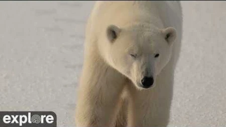 Giant Panda Cam - Wolong Grove
