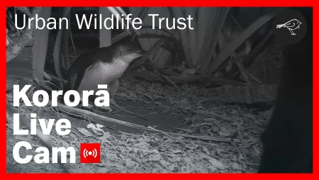 Kororā Little Blue Penguin Colony