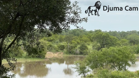 Djuma Game Reserve - Waterhole