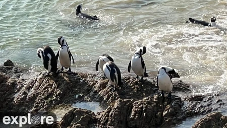 Penguin Beach - Aquarium of the Pacific