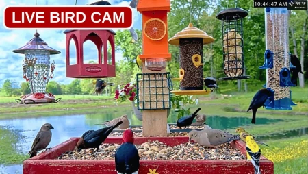Missouri Ozarks Bird Feeder - Cardinals and Blue Jays