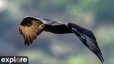West End Bald Eagle Nest - Catalina Island