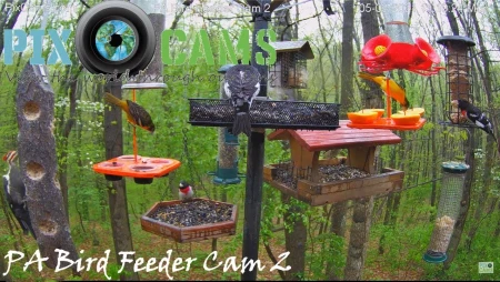 Pennsylvania Bird Feeder - Murrysville