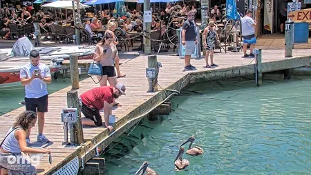 Tarpon Feeding Dock at Robbie's Marina - Islamorada