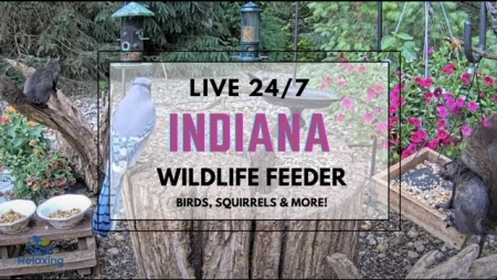 Wildlife Feeder Cam - Birds and Squirrels