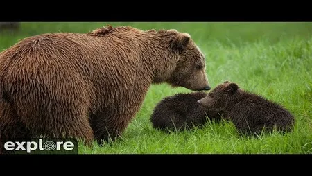 Kat's River View - Katmai National Park, Alaska