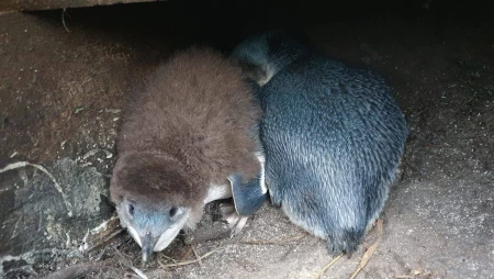 Little Blue Penguins - Korora Nest Cam in Taranaki