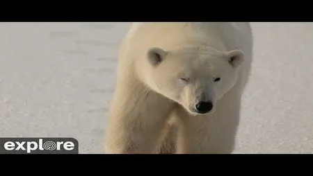Arctic Tundra - Cape South - Wapusk National Park - Nonton TV Online Indonesia Gratis Live Streaming | Online Television Indonesia