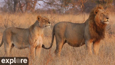 Nkorho Bush Lodge - Sabi Sand Game Reserve