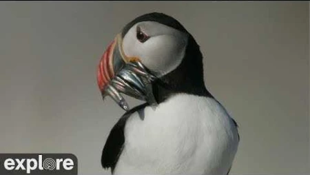 Puffin Loafing Ledge - Maine Seabird Colony