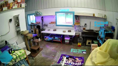 Furball Farm Cat Sanctuary