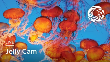 Monterey Bay Aquarium Aviary Cam