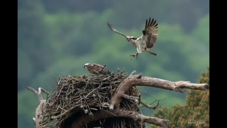 Osprey Nest at Loch of the Lowes