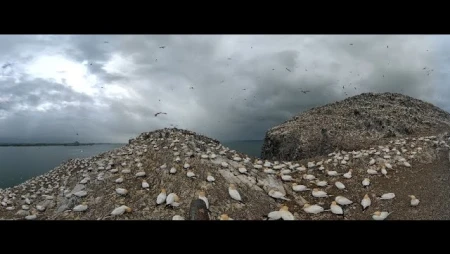 Bass Rock - Northern Gannet Colony