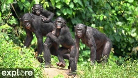 Bonobo Cam - Lola ya Bonobo Sanctuary - DR Congo