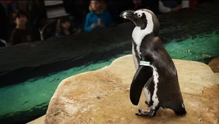 African Penguin Cam - California Academy of Sciences