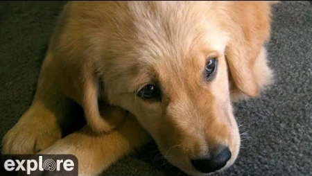 Puppy Playroom at Warrior Canine Connection