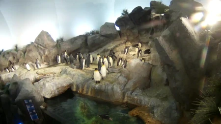 Penguin at Saint Louis Zoo