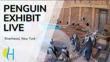 Long Island Aquarium Penguin Cam