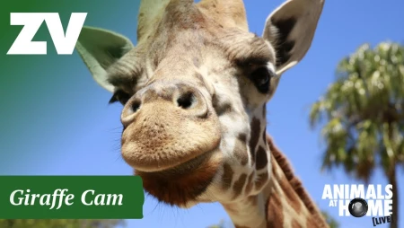 Melbourne Zoo Giraffe Habitat