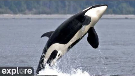 OrcaLab Main Cams - Orca Whale Lookout