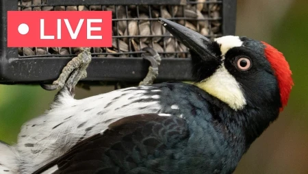 Arizona Bird Feeder Cam - Acorn Woodpeckers and Finches
