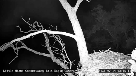 Little Miami Conservancy Bald Eagle Nest