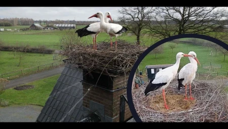 Chimney Storks - White Stork Nest in Terwolde