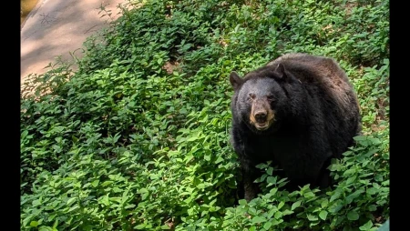 Bear Cam at Dauset Trails