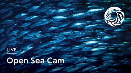 Monterey Bay Aquarium Aviary Cam