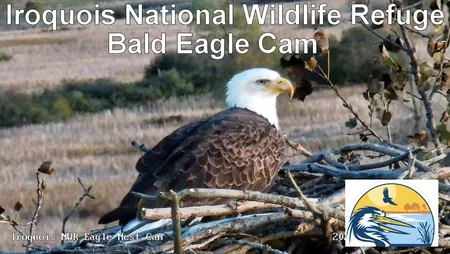 Iroquois National Wildlife Refuge Bald Eagle Nest