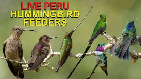 Hummingbird Feeder Cam - Simi Valley, California