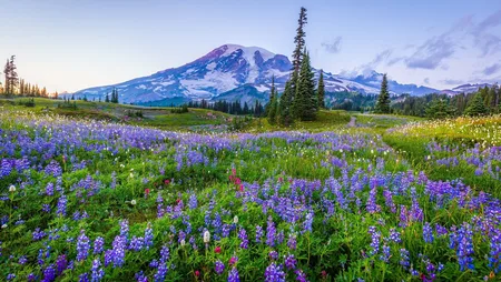 Mount Rainier Wildflowers - Alpine Meadow