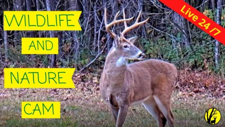 Critter Cove Wildlife Cam - North Carolina