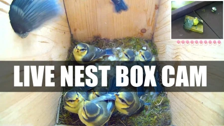 Bird Feeder Cam - Hedgehog and Bird Watching